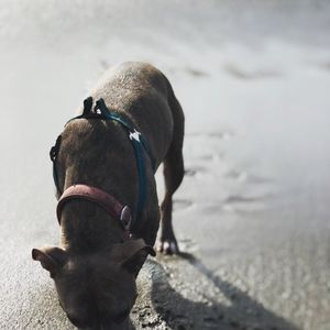 Meet your Posher, Cody